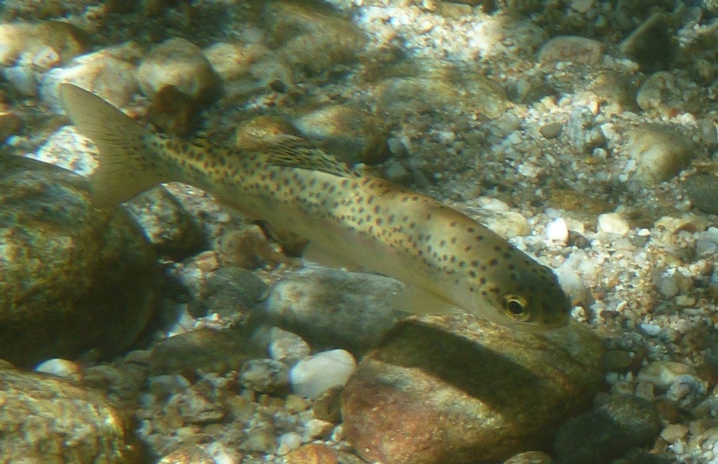 Steelhead fish in the water